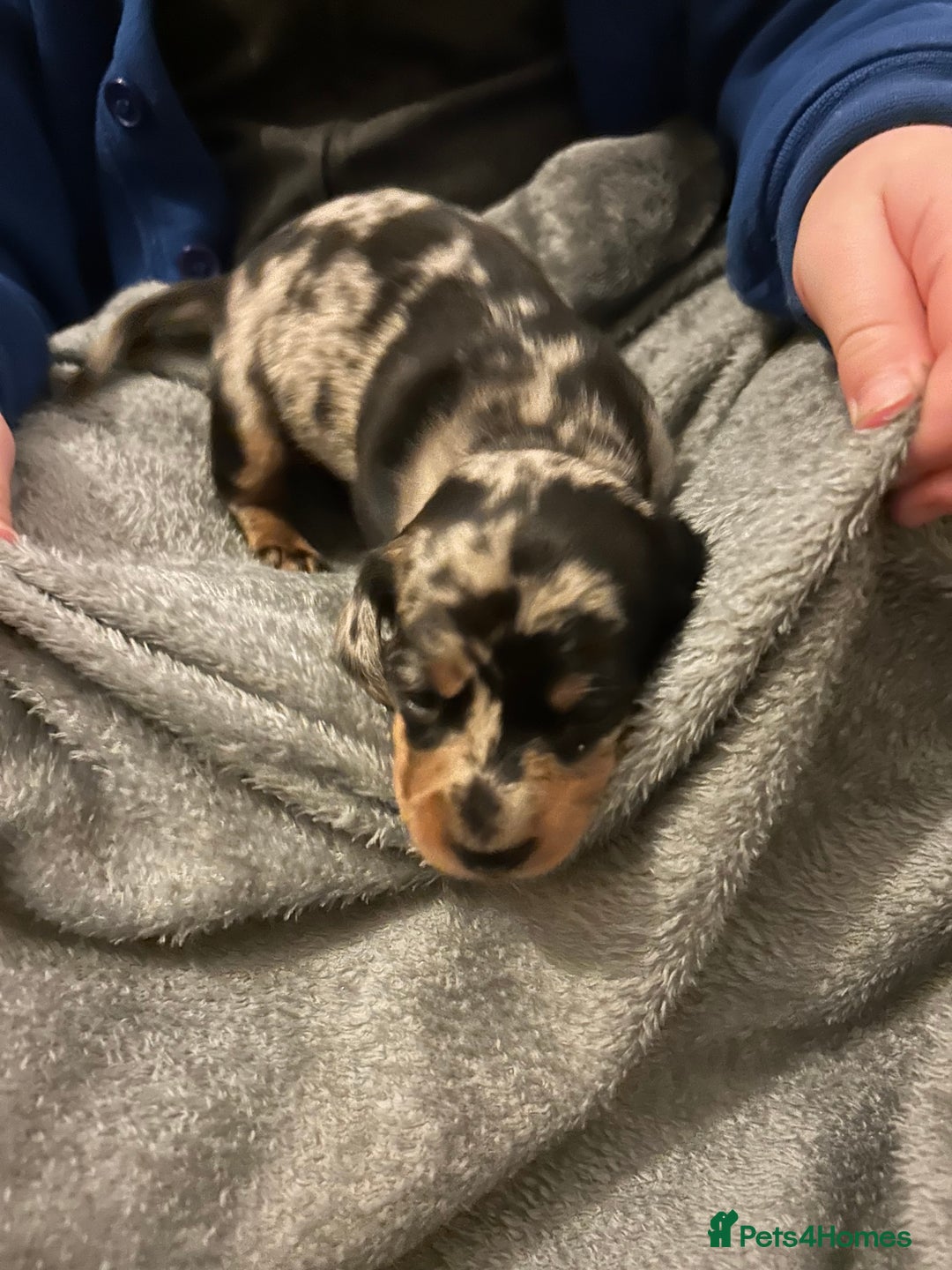 Miniature Dachshund dogs for sale: miniature dash hounds - Advert 6