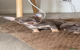 Chihuahua dogs for sale: Small Lilac Chihuahua looking for forever home - Image 5