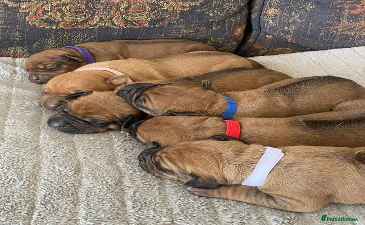 Rhodesian Ridgeback dogs - Advert 3