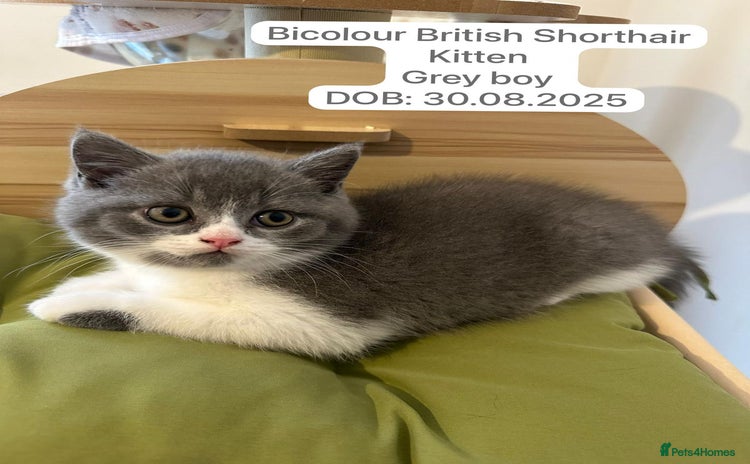British Shorthair cats - Advert 4