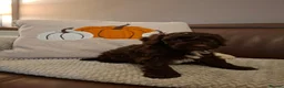 Cockapoo dogs for sale: Cockapoo Puppies in Ardrossan - Advert 7