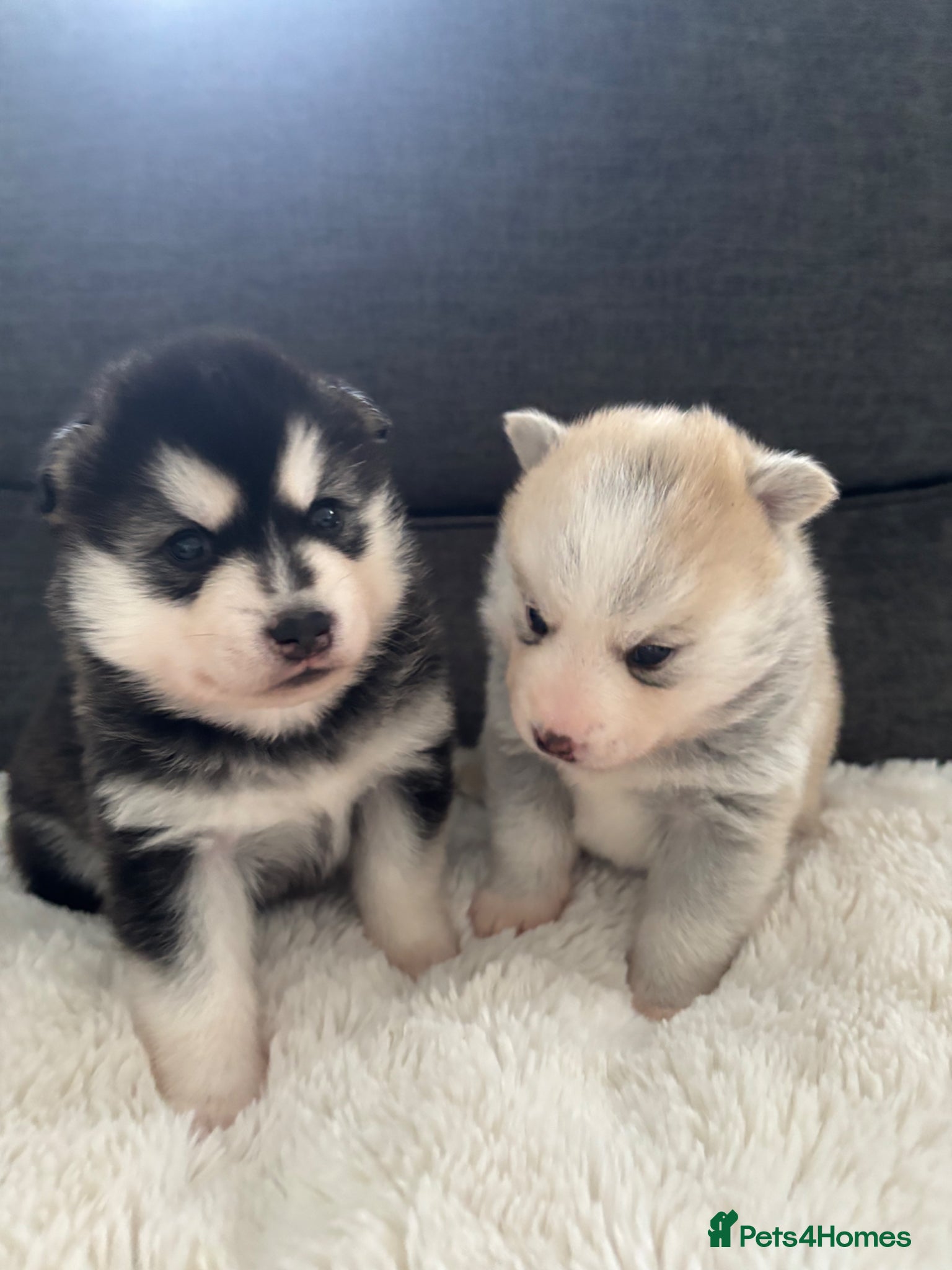 Pomsky dogs Stunning fluffy pomsky puppies  - Advert 3
