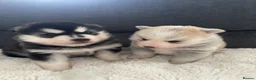 Pomsky dogs for sale: Stunning fluffy pomsky puppies  in Chinnor - Advert 5