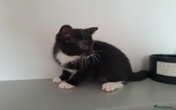 Domestic Shorthair cats for sale: 2 female kittens for sale - Image 9