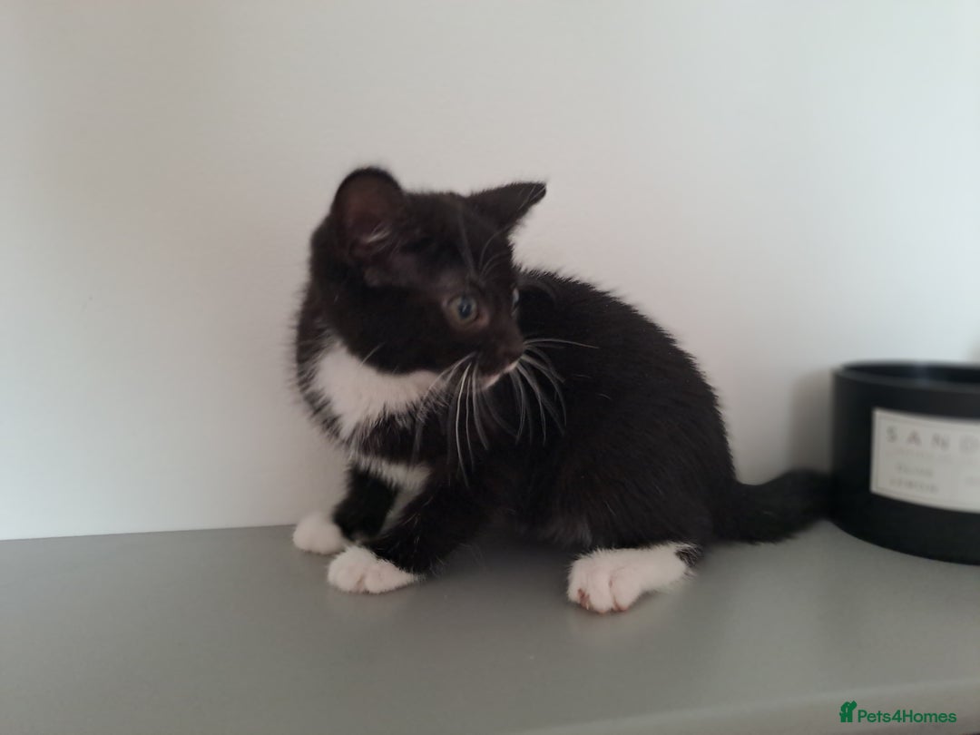 Domestic Shorthair cats for sale: 2 female kittens for sale - Image 9