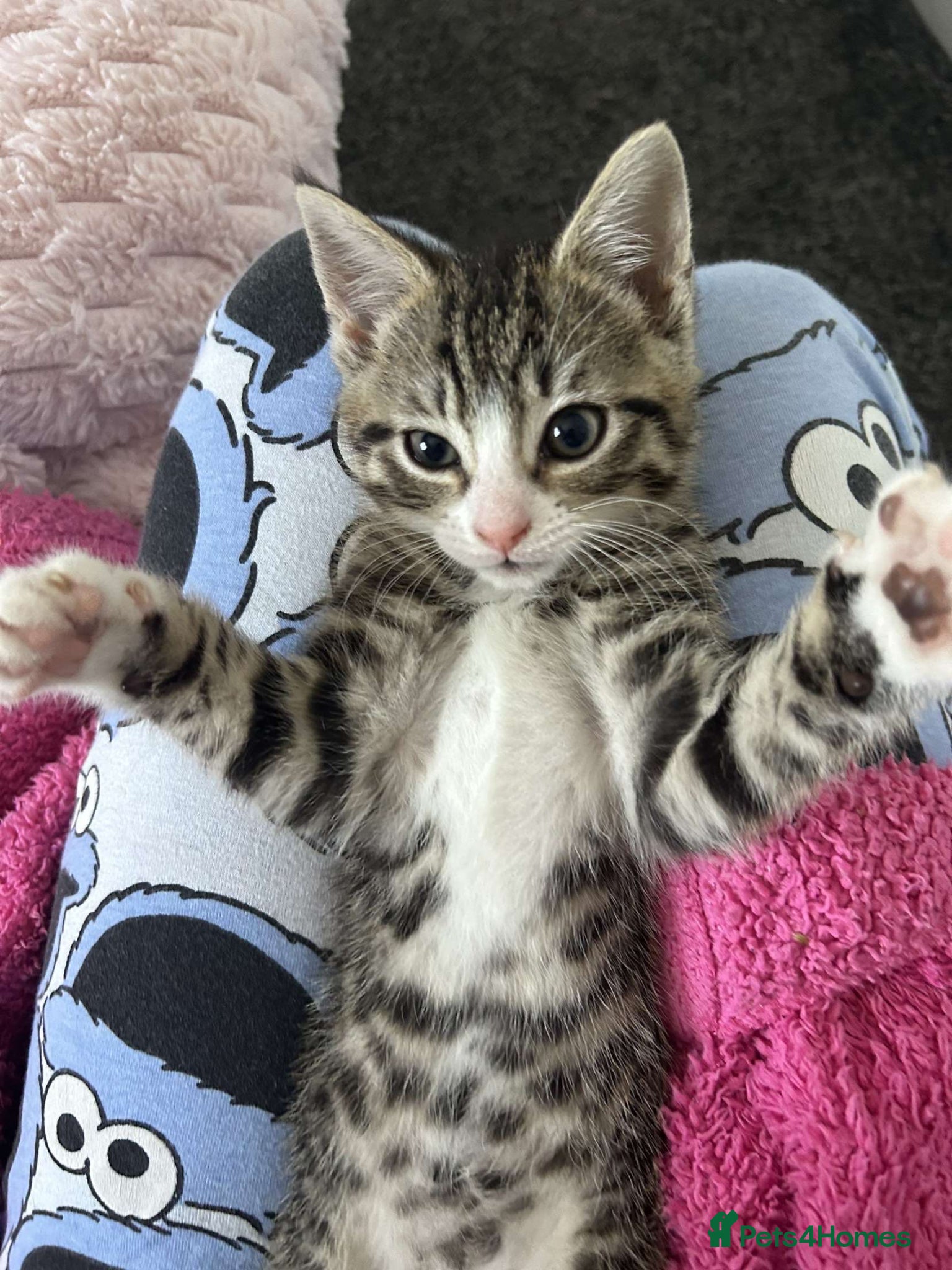 American Wirehair cats Cuties  - Advert 1