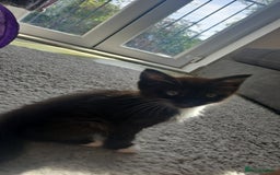 Mixed Breed cats for sale: Stunning,  fluffy black & white kittens - Image 10