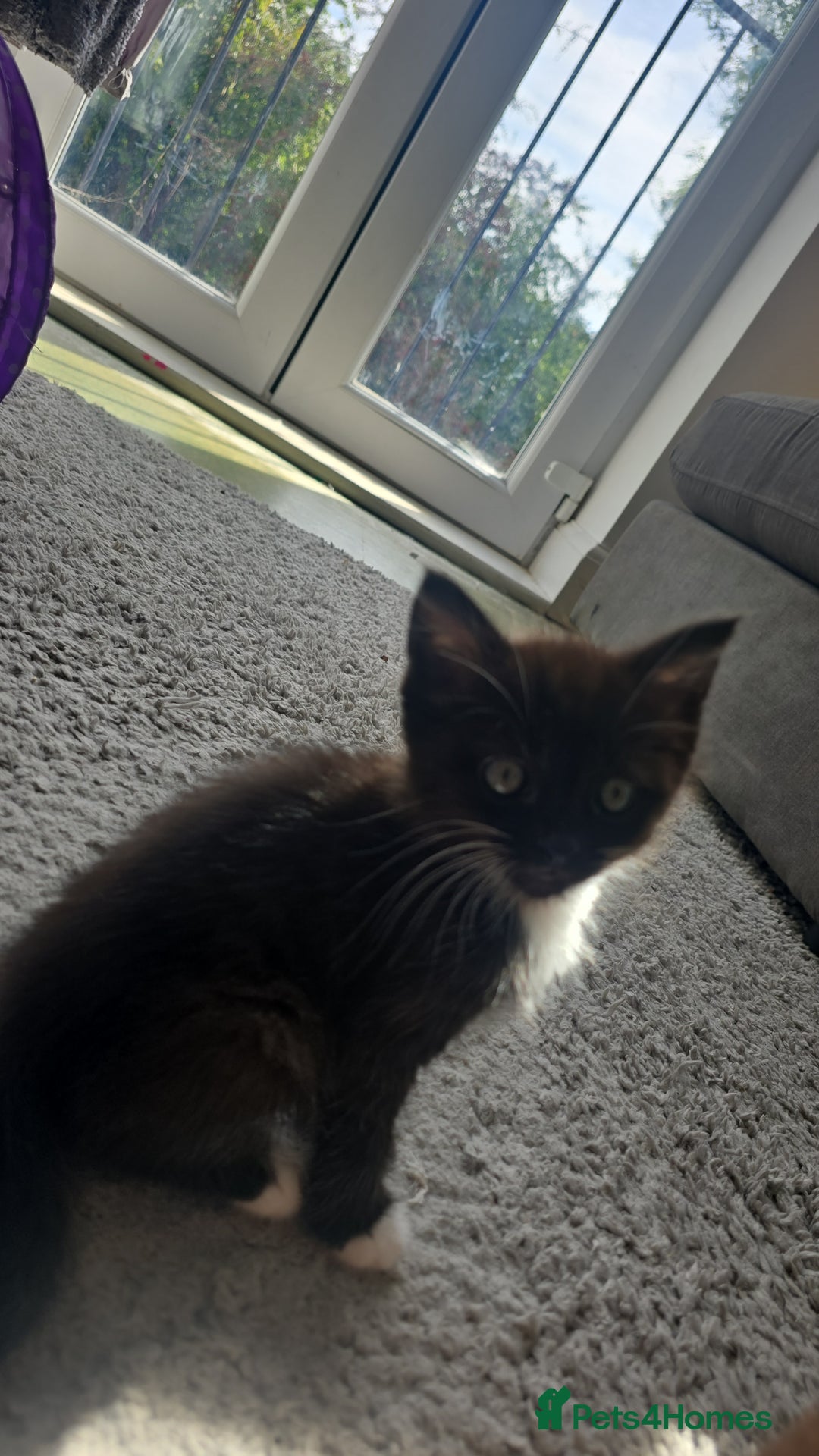 Mixed Breed cats for sale: Stunning,  fluffy black & white kittens - Image 10