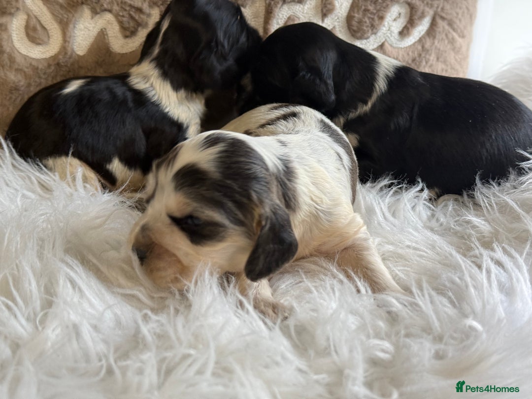 Cocker Spaniel dogs for sale: KC Show Cocker Spaniels  - Advert 5