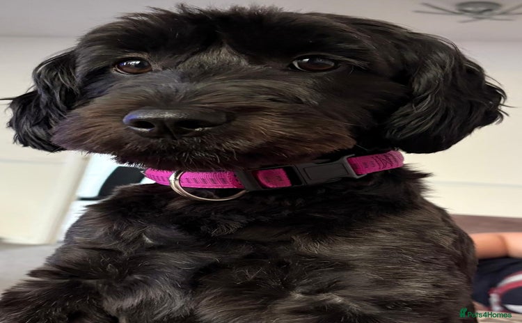 Mixed Breed dogs - Advert 8