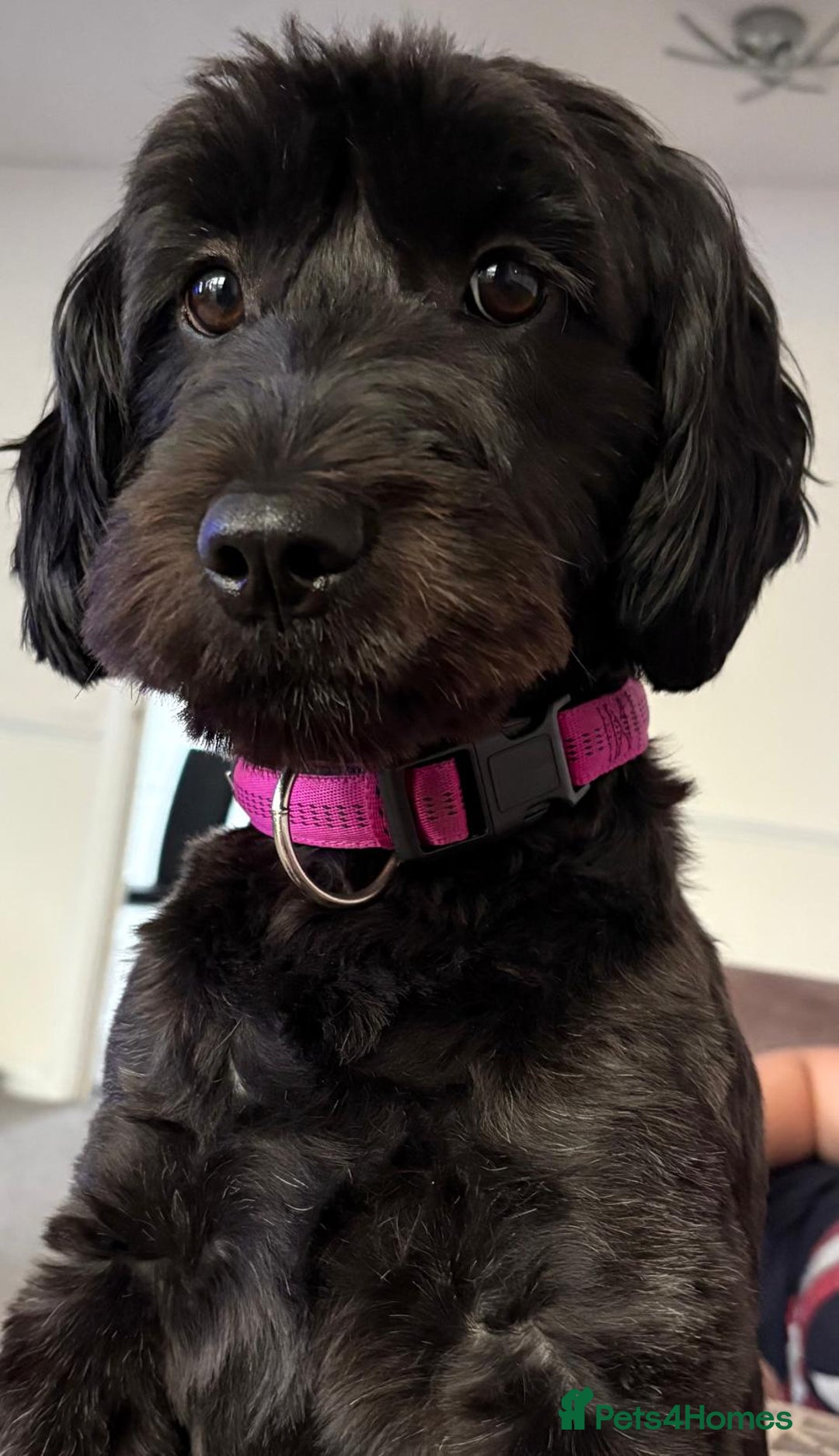 Mixed Breed dogs for sale: WANTED - Cockapoo - Image 1