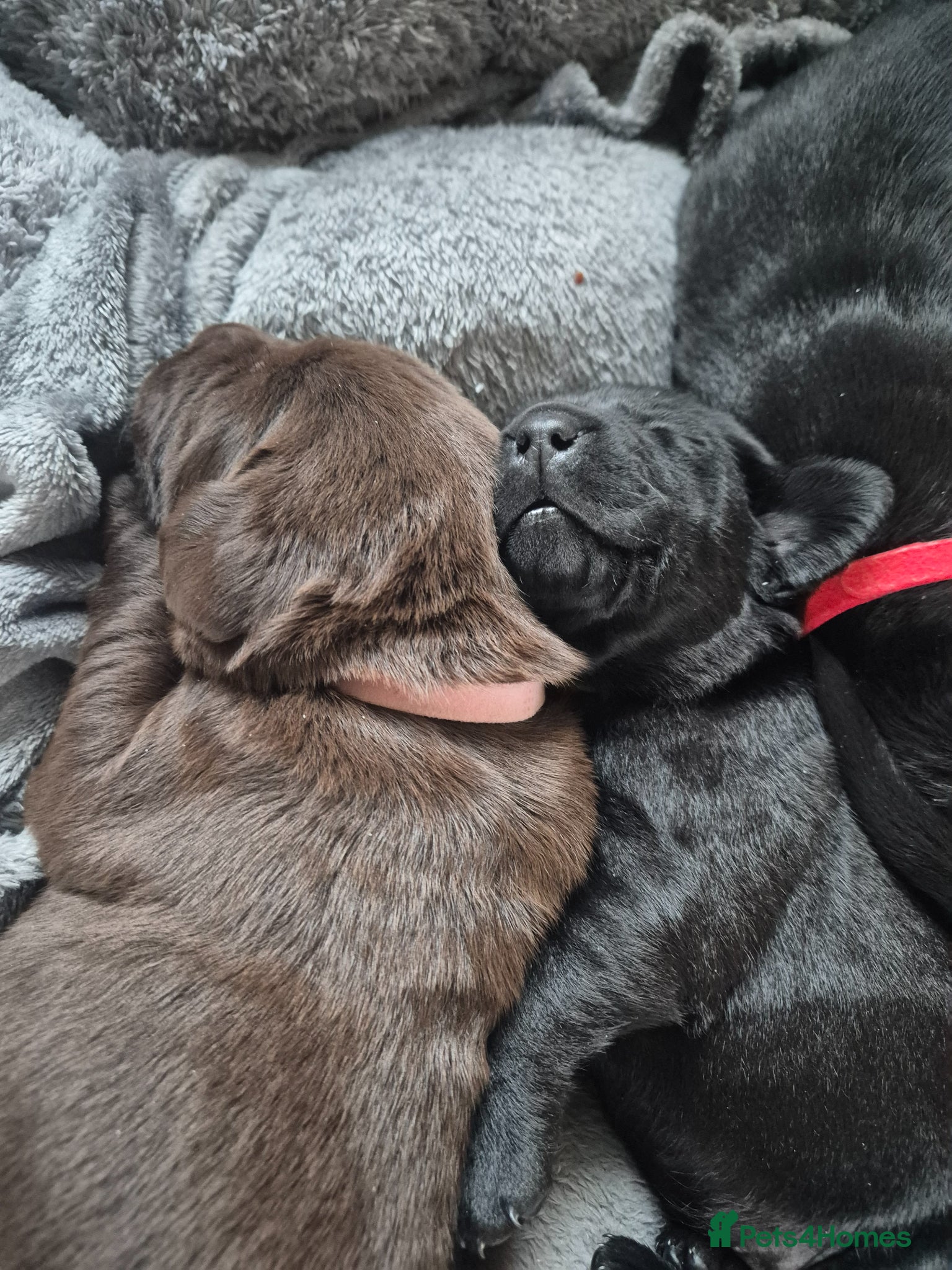 Labrador Retriever dogs Lovely KC Registered Labrador Puppies  - Advert 2