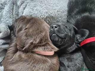 Labrador Retriever dogs Lovely KC Registered Labrador Puppies - Advert 2