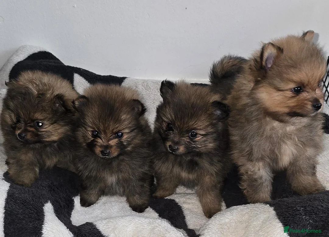 Pomeranian dogs for sale: Beautiful Pomeranian Puppies in London - Advert 1