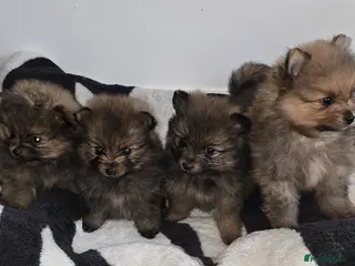 Pomeranian dogs Beautiful Pomeranian Puppies in London - Advert 1