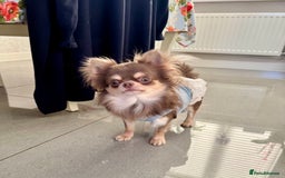 Chihuahua dogs for sale: 💜 Stunning KC lilac and tan male Chihuahua 💜  - Image 3