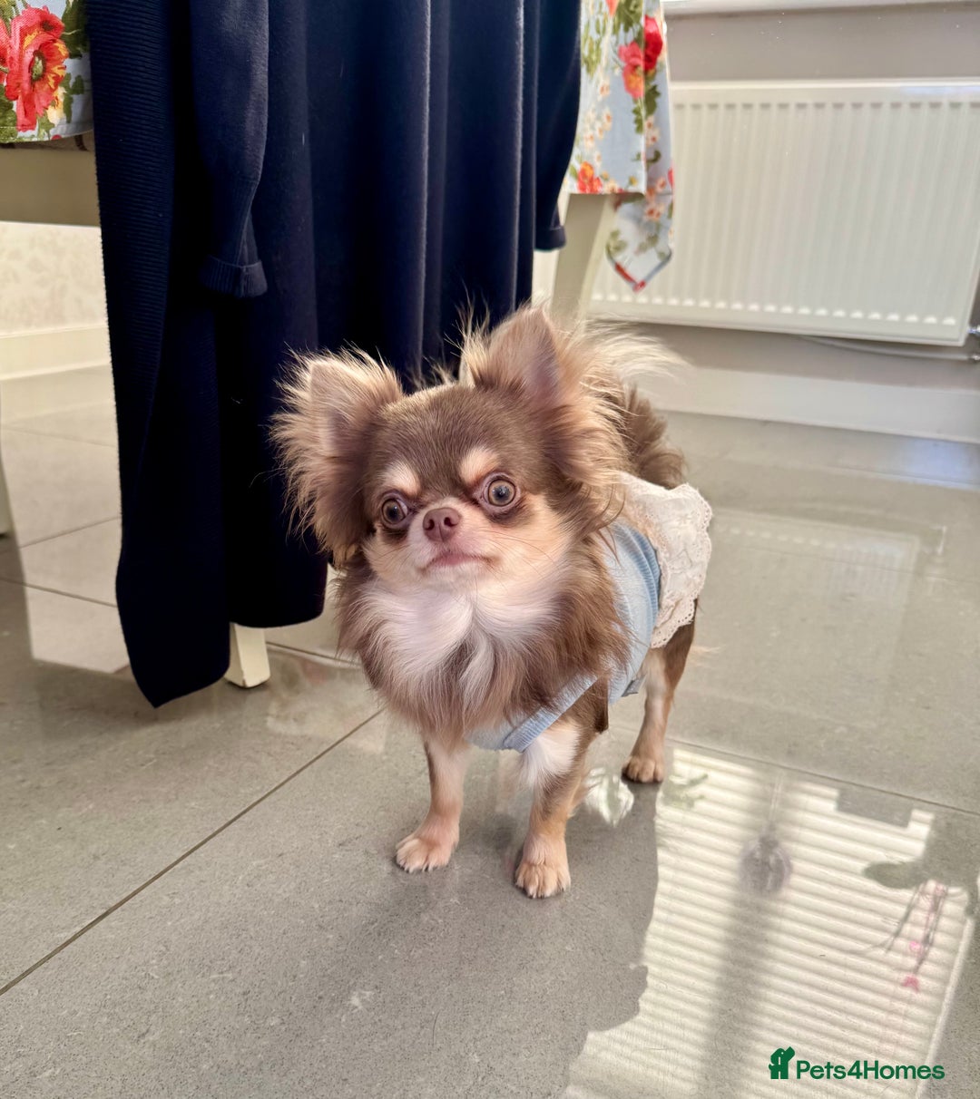 Chihuahua dogs for sale: 💜 Stunning KC lilac and tan male Chihuahua 💜  - Image 3