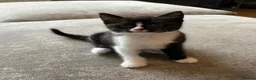 Mixed Breed cats for sale: Maine coon X kittens - Advert 9