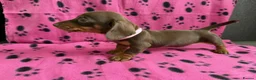 Miniature Dachshund dogs for sale: MINIATURE DACHSHUND PUPPIES FOR SALE in Newport - Advert 3