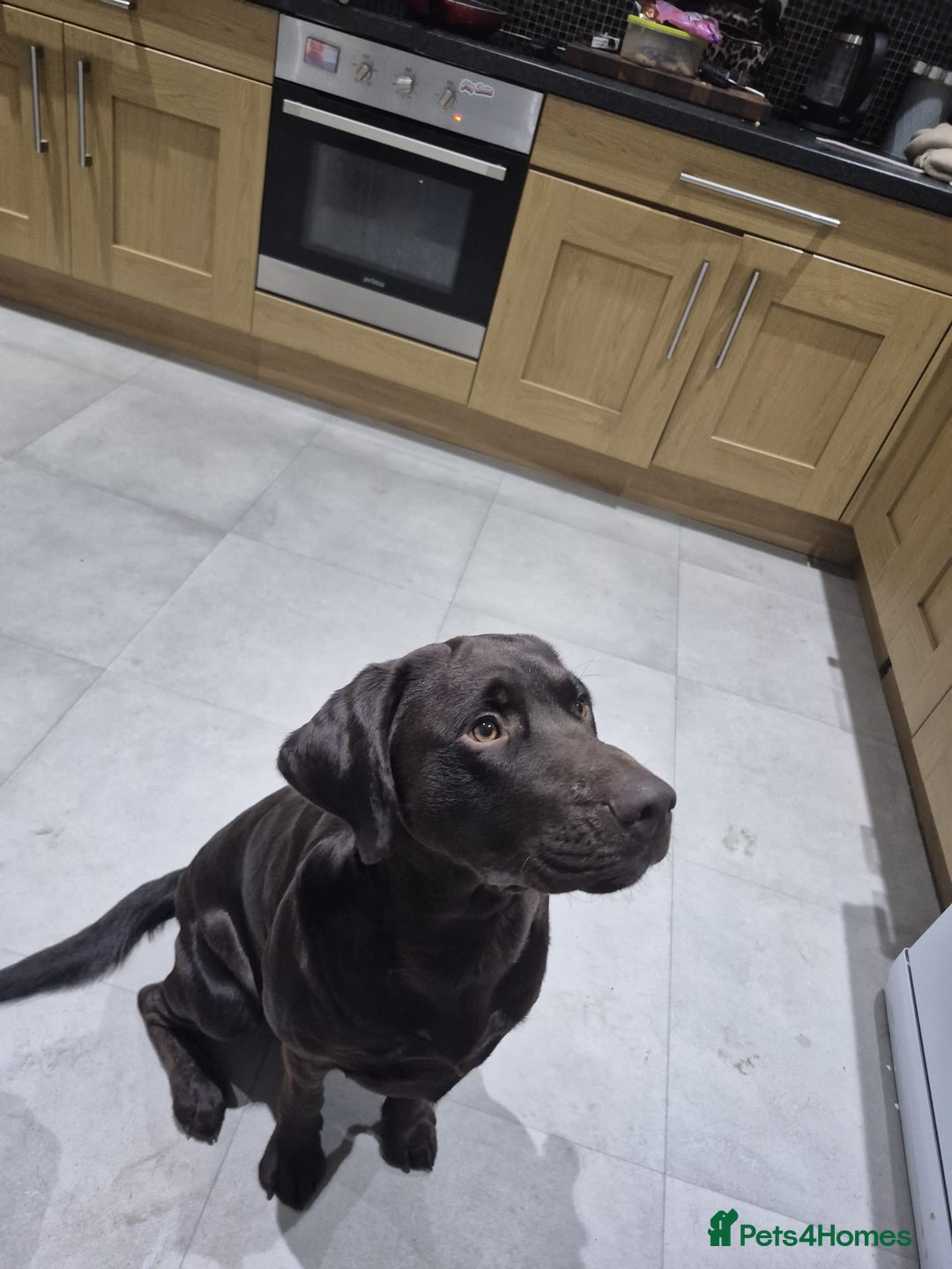 Mixed Breed dogs for sale: Bull pei/Labrador  - Advert 2