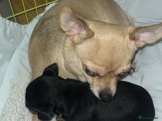 Chihuahua dogs Chi puppy - Advert 2