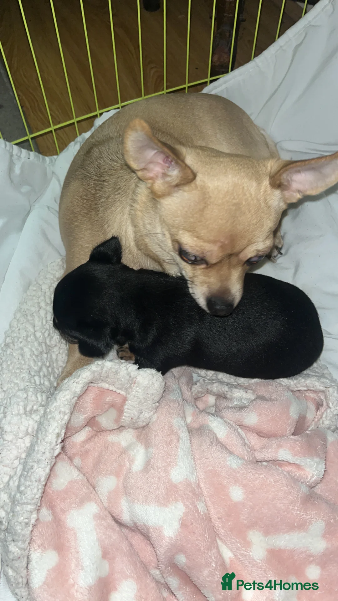 Chihuahua dogs for sale: Chi puppy - Advert 1