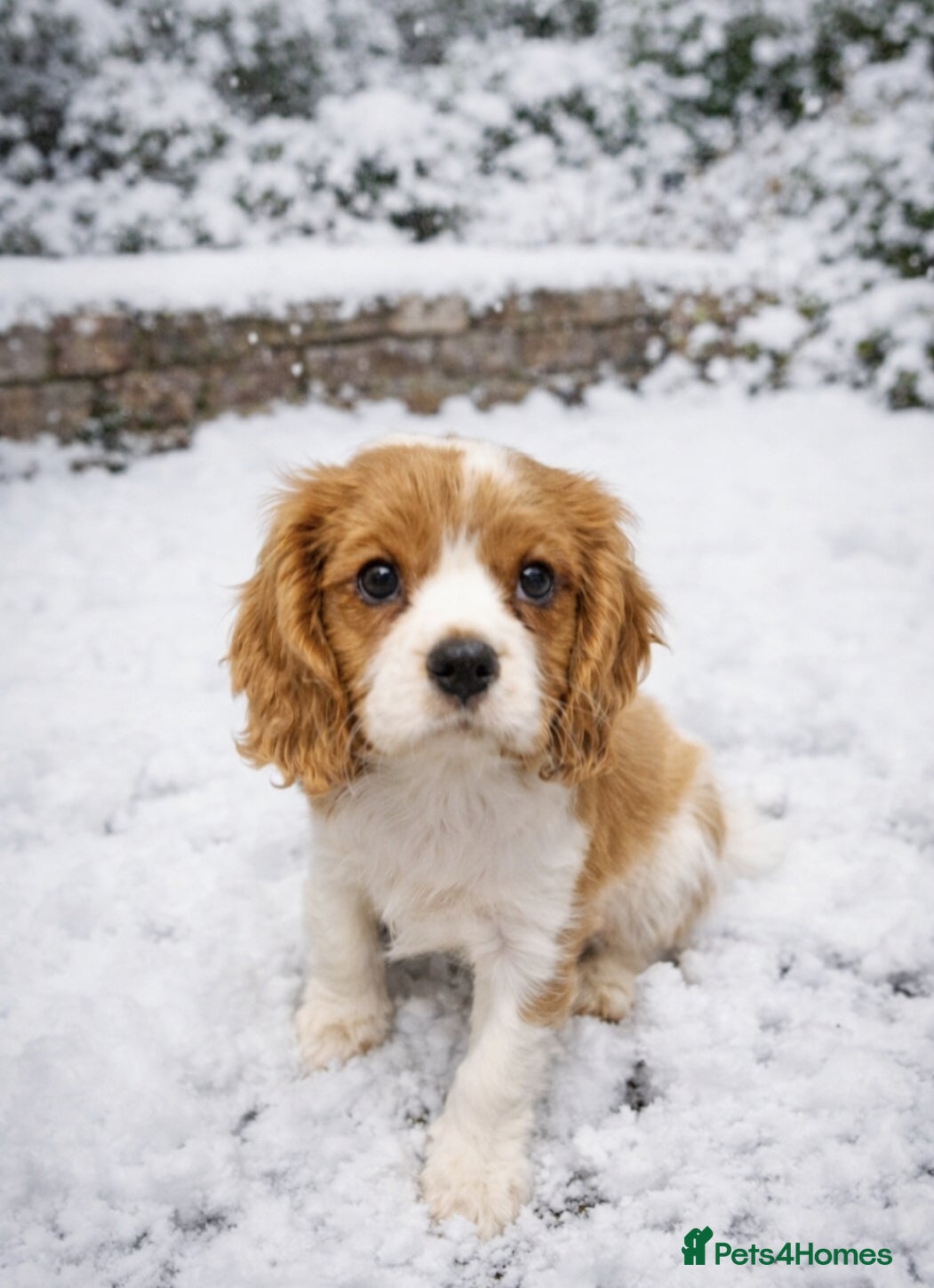 Cavalier King Charles Spaniel dogs KCC spaniels 1boy left health tested parents  - Advert 3