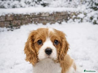 Cavalier King Charles Spaniel dogs KCC spaniels 1boy left health tested parents - Advert 3