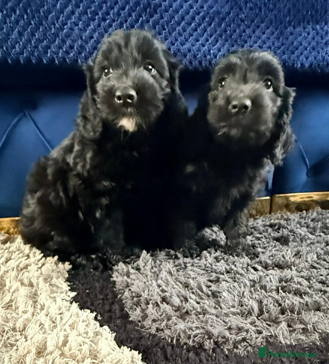Cockapoo dogs for sale: Beautiful sister and brother available  - Advert 4