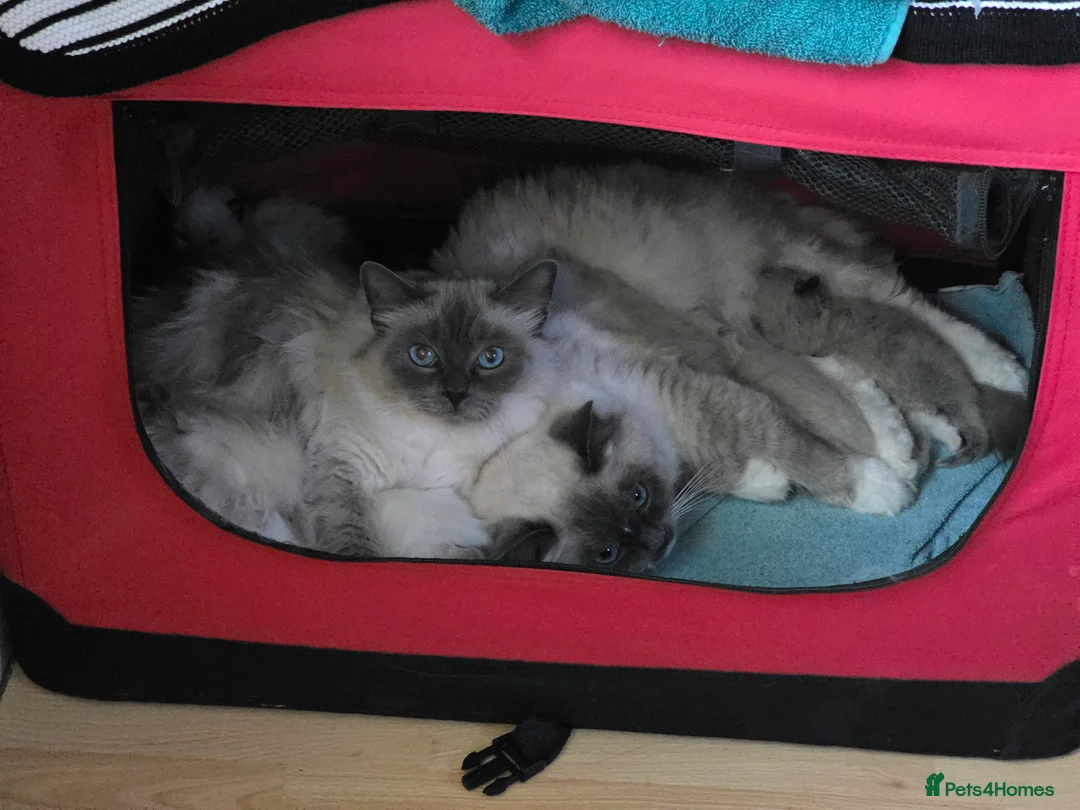 Ragdoll cats for sale: 2 GCCF REGISTERED SISTERS - Advert 1