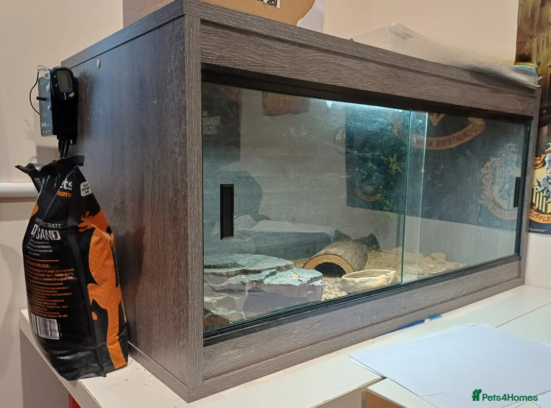 Leopard Gecko reptiles for sale: Leopard Gecko - Gizmo Morph + vivarium  - Advert 2