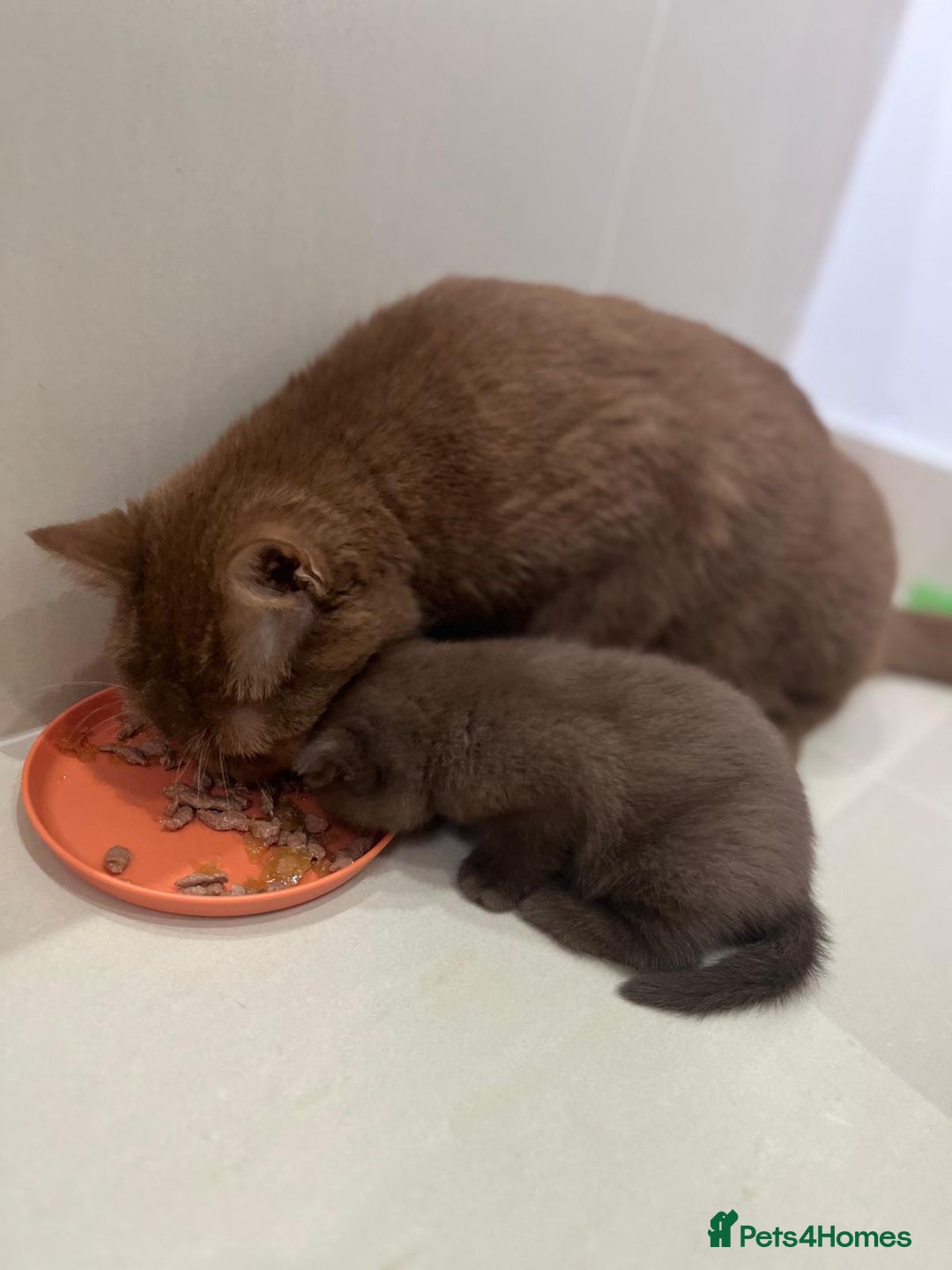 British Shorthair cats for sale: Adorable British Shorthairs available (5 females) - Image 9