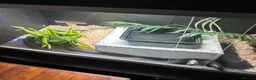 King Snake reptiles for sale: Mexican Black King Snake in Harlow - Advert 3
