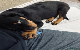 Rottweiler dogs for stud: Rottweiler Dog for Stud - Image 21
