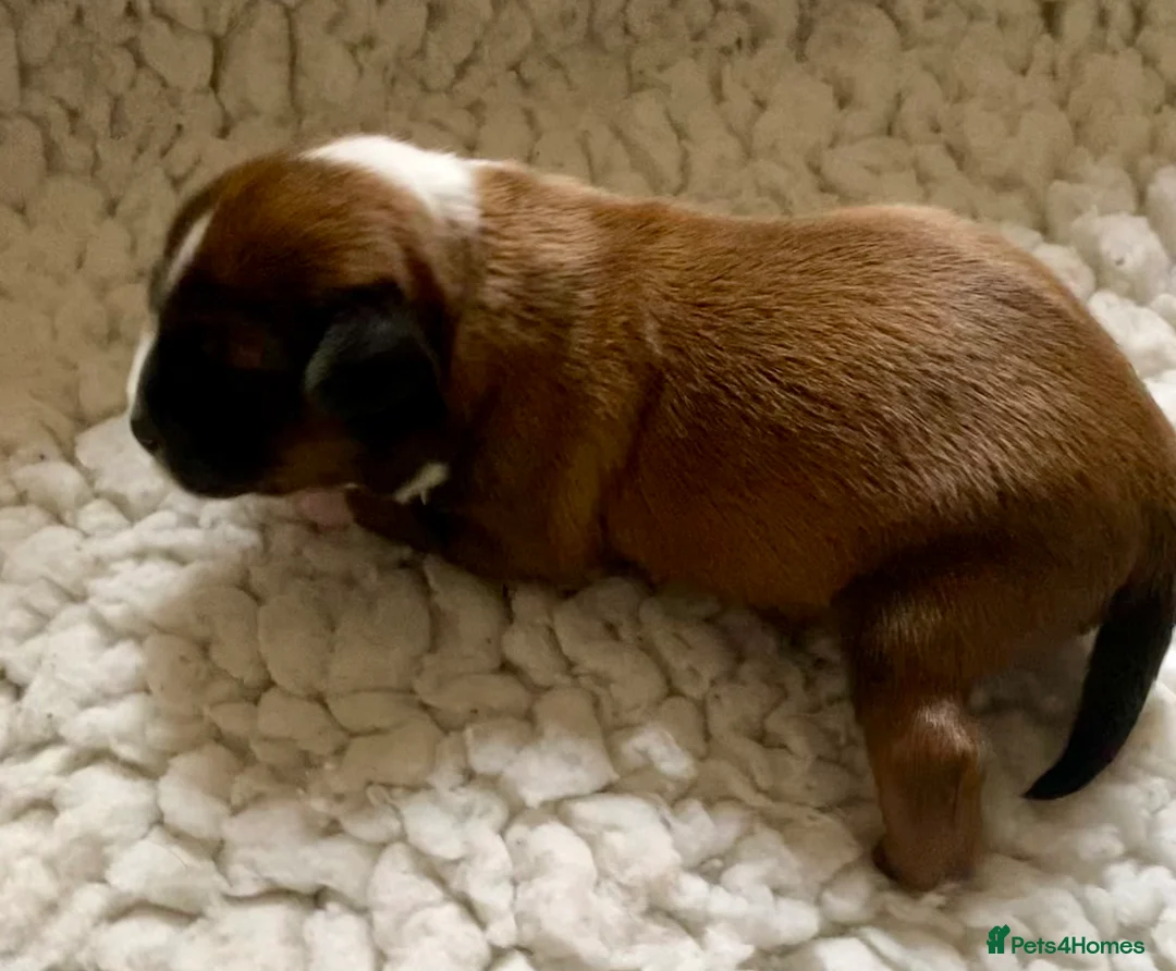 Tibetan Terrier dogs for sale: KC registered Tibetan Terrier pups for sale - Advert 8