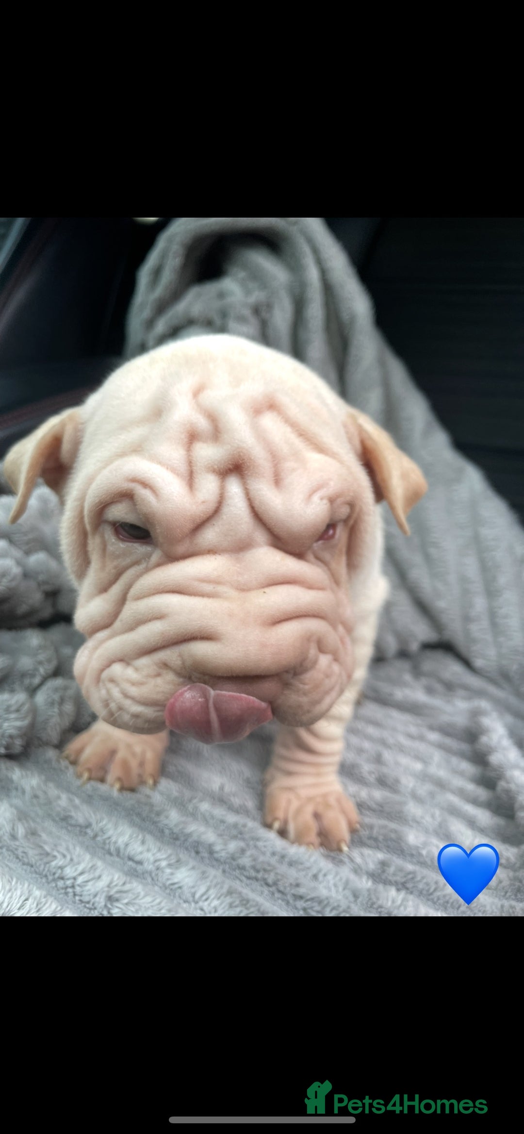 Shar Pei dogs for sale: Shar Pei Puppies  - Image 5
