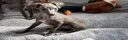 Italian Greyhound dogs for sale: BEAUTIFUL ITALIAN GREYHOUND PUPPIES  - Advert 8