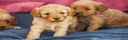 Cavapoo dogs for sale: Beautiful F1 Cavapoo puppies  - Advert 5