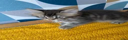 Domestic Shorthair cats for sale: Domestic possible longhaired kittens  - Advert 1