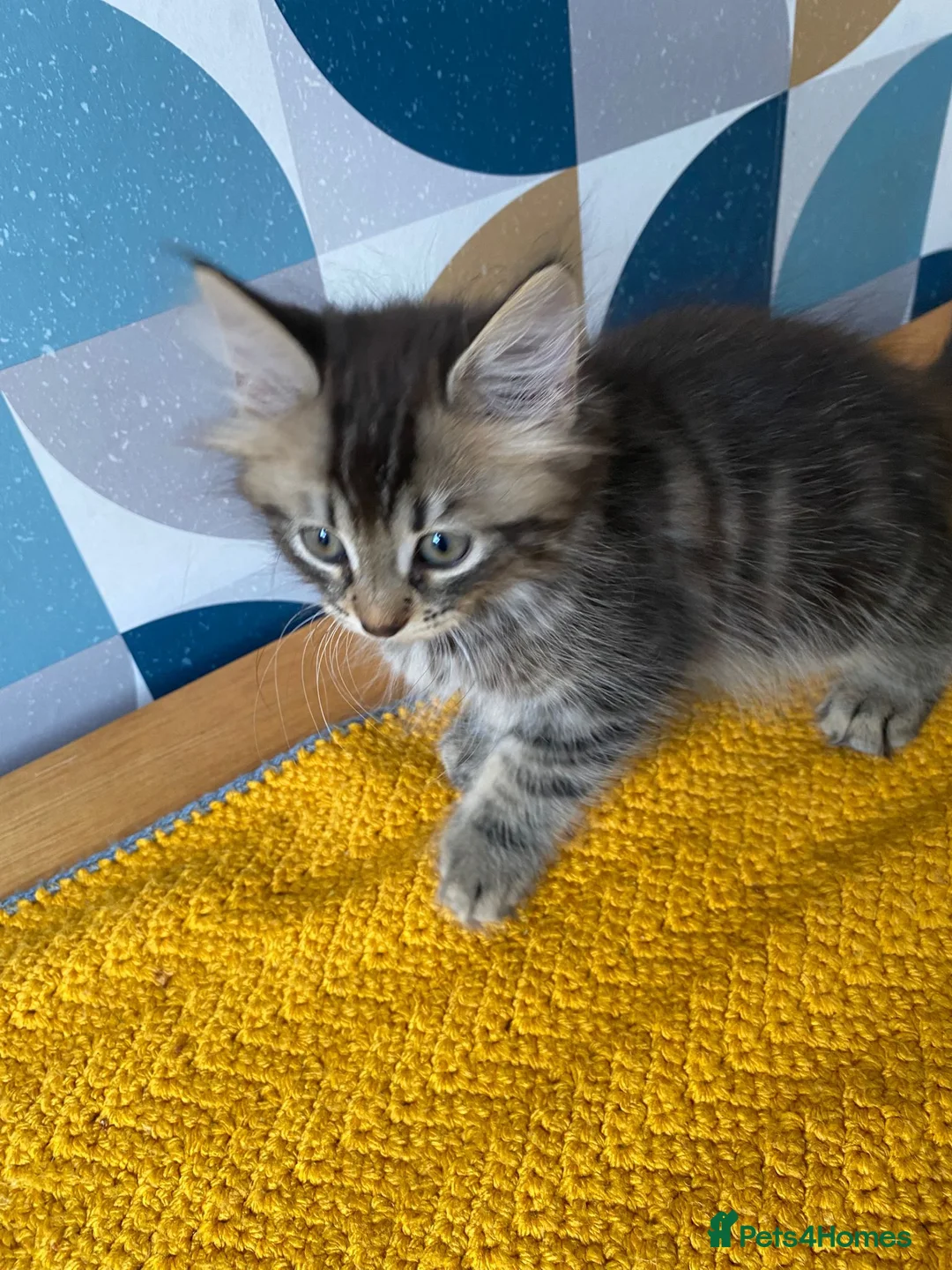 Domestic Shorthair cats for sale: Domestic possible longhaired kittens  - Advert 1