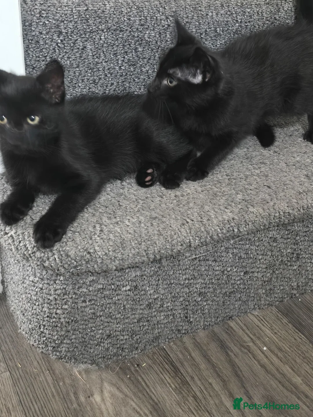 Mixed Breed cats for sale: Kittens 1m, 2f ready now - Advert 6