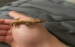 Gecko reptiles for sale: Lily white baby crested gecko - Image 3