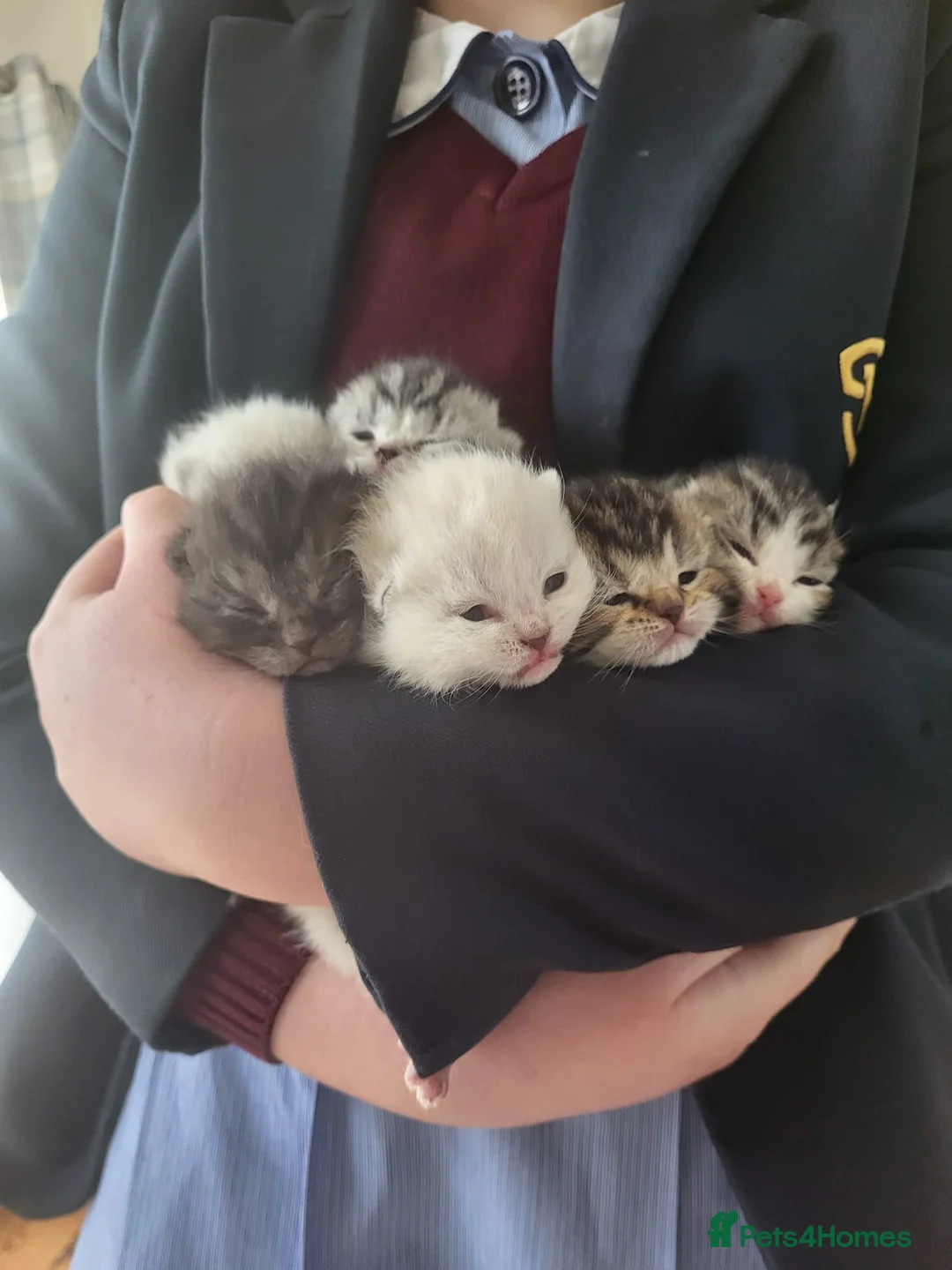 British Shorthair cats for sale: British Shorthair Teddy Bear Kittens For Sale! - Advert 2