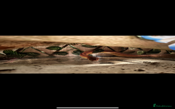 Corn Snake reptiles for sale: Rat snake / corn snake female  - Image 5