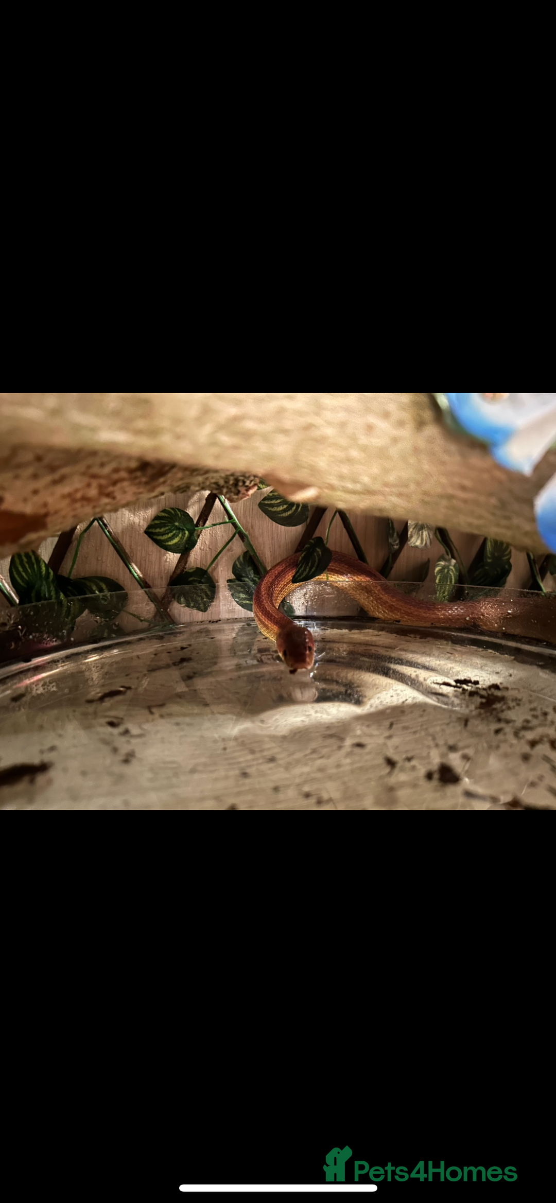 Corn Snake reptiles for sale: Rat snake / corn snake female  - Image 5