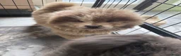 Chow Chow dogs for sale: Chow chows - Advert 4