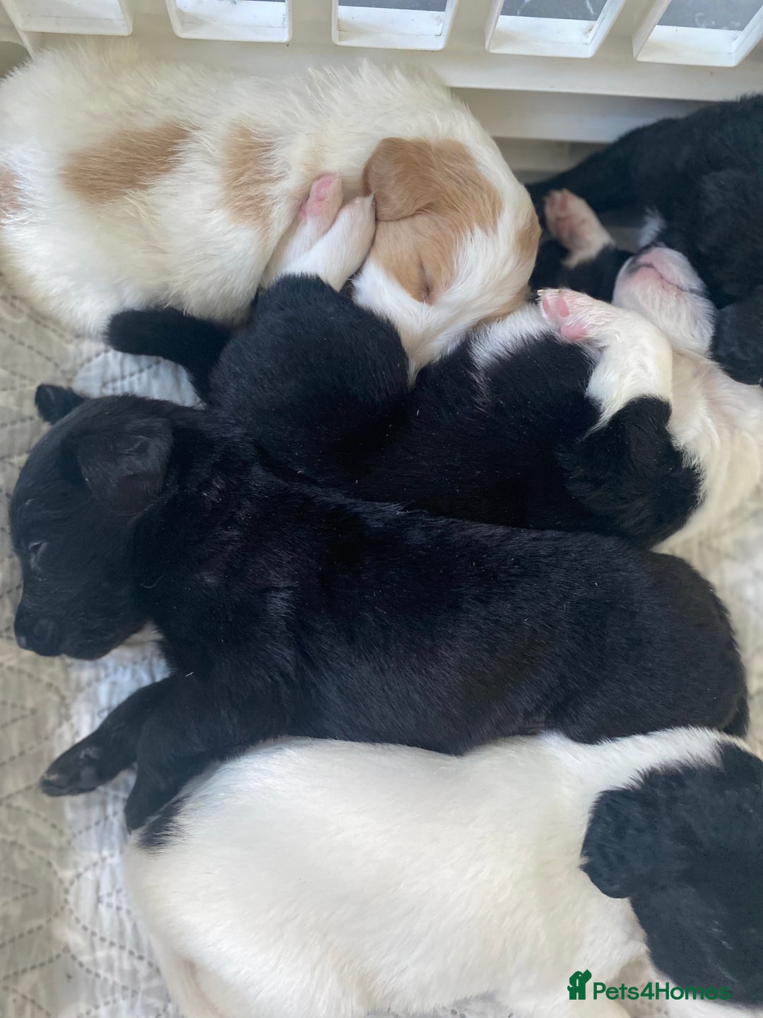 Mixed Breed dogs for sale: Cocker collie cross  - Image 31