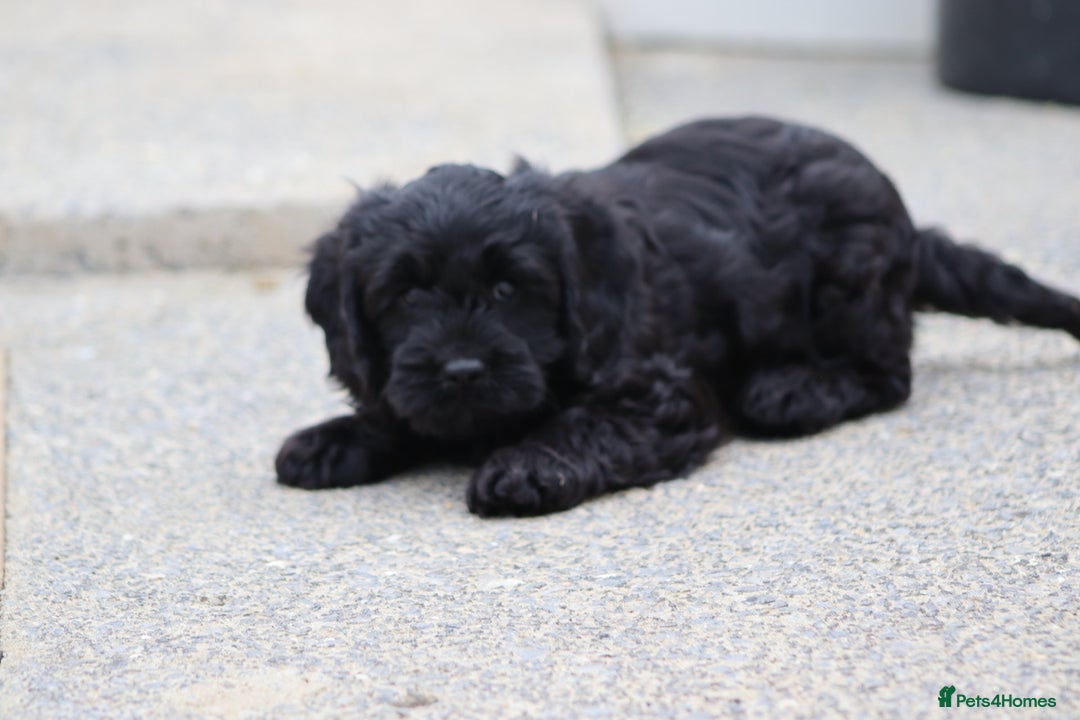 Cavapoo dogs for sale: Beautiful Cavapoo puppies for sale - Image 5