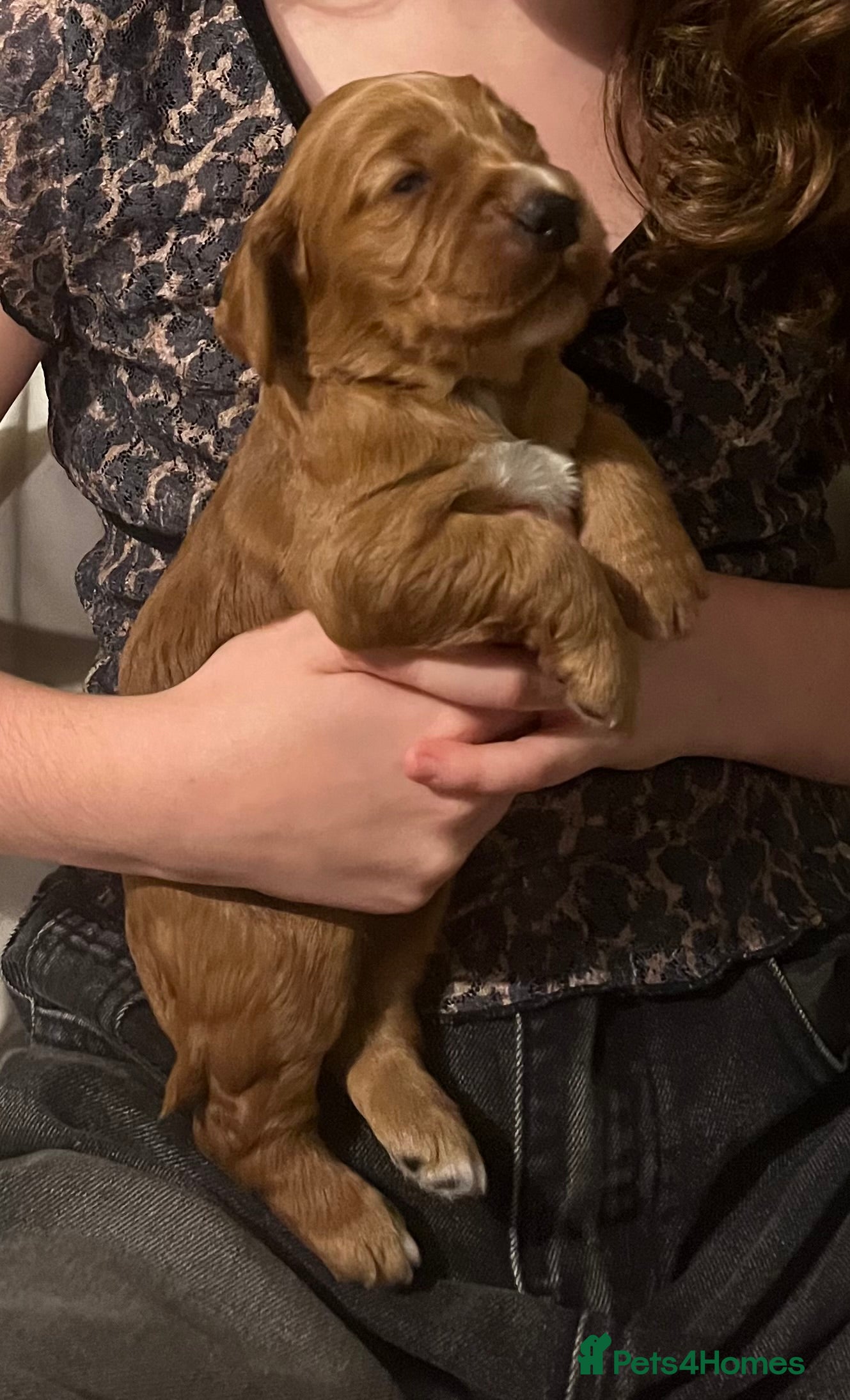 Cocker Spaniel dogs FAMILY RAISED SHOW TYPE COCKER SPANIEL PUPPIES - Advert 8