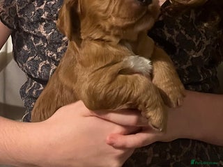 Cocker Spaniel dogs FAMILY RAISED SHOW TYPE COCKER SPANIEL PUPPIES - Advert 4